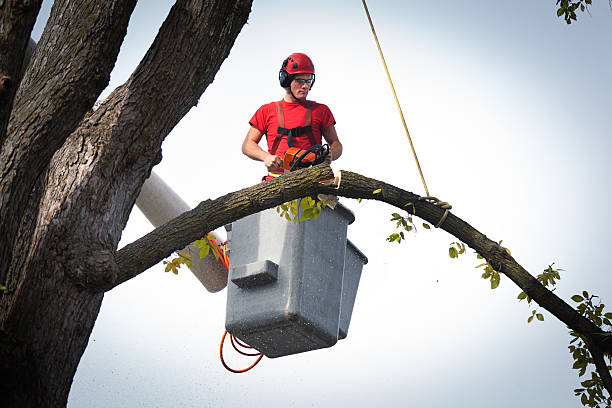 Why Choose Our Tree Removal Services in Elkhart Lake, WI?